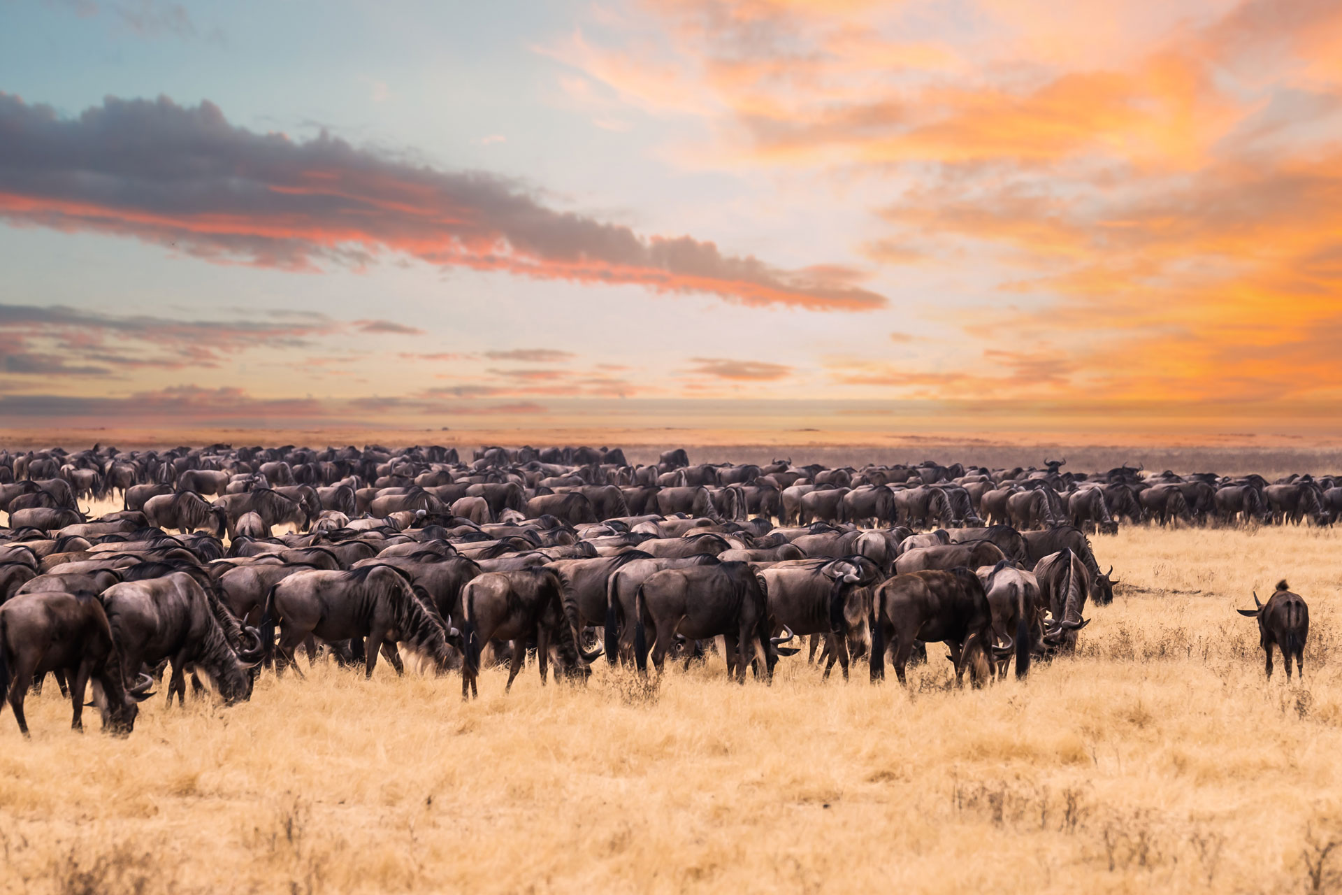 Wildebeest in Serengeti National Park,Tanzania